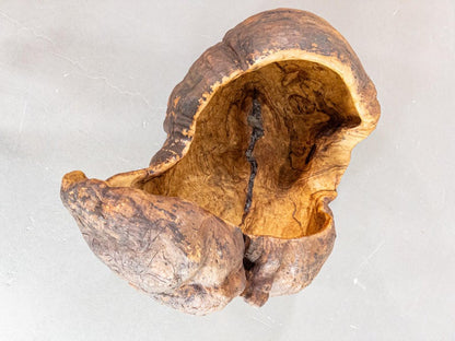 Monumental 19th Century Scandinavian Burl Wood Vessel – Organic Sculpture