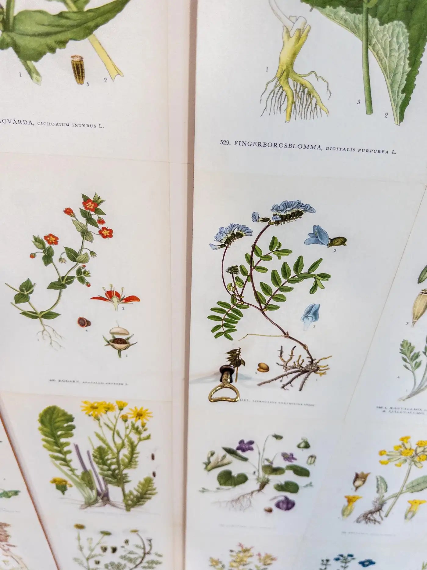 Scandinavian “Flora” Cabinet, Inspired by Josef Frank